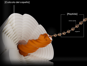 Illustration showing how peptides help repair damaged hair by strengthening the cuticle and improving hair fiber resilience