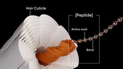 A diagram showing the inner workings of a hair strand, with the cuticle marked. Inside the hair strand, a peptide bond and an amino acid are working to rebuild its structure.